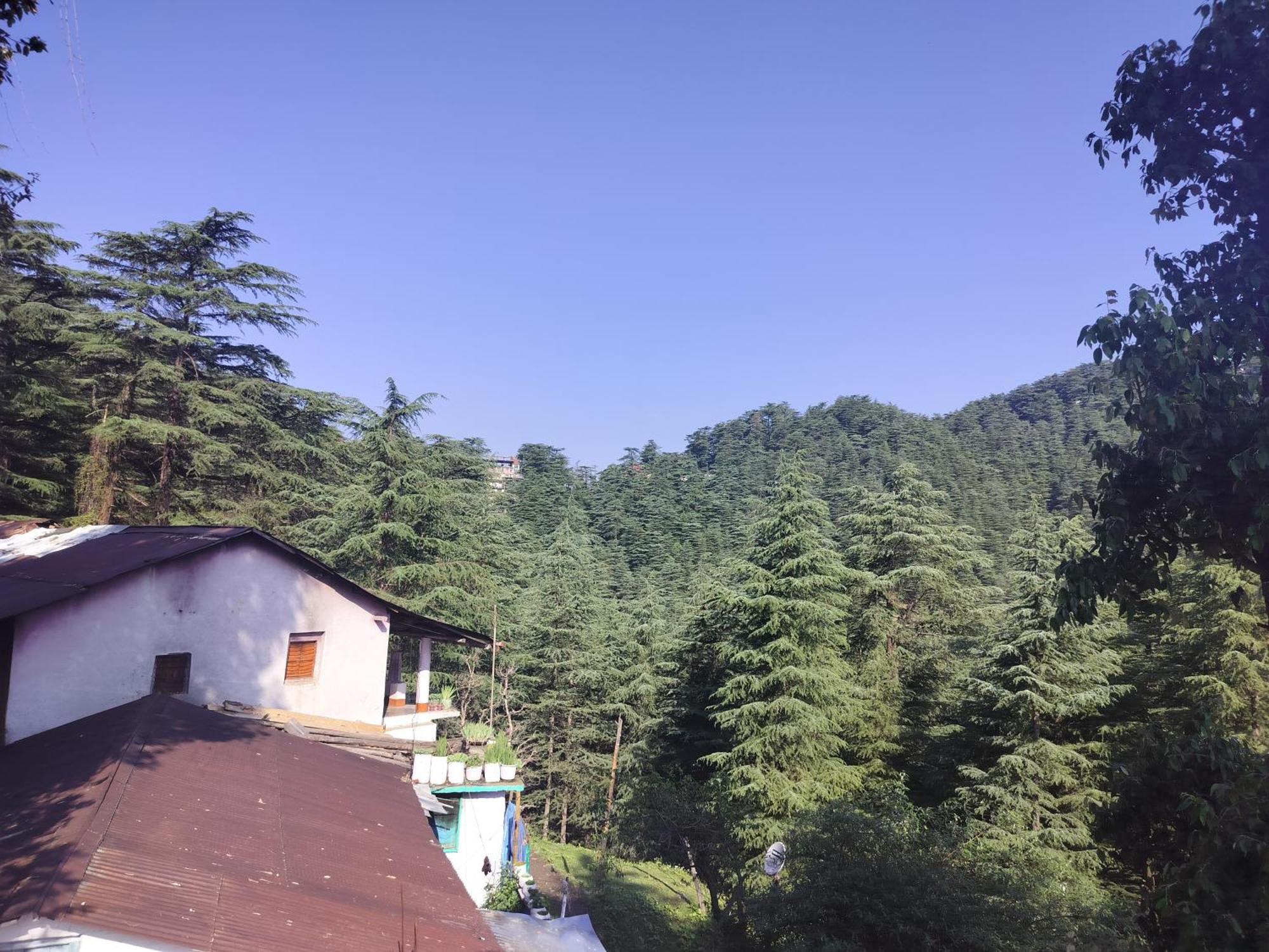 Tree Valley Homestay Chail Eksteriør billede