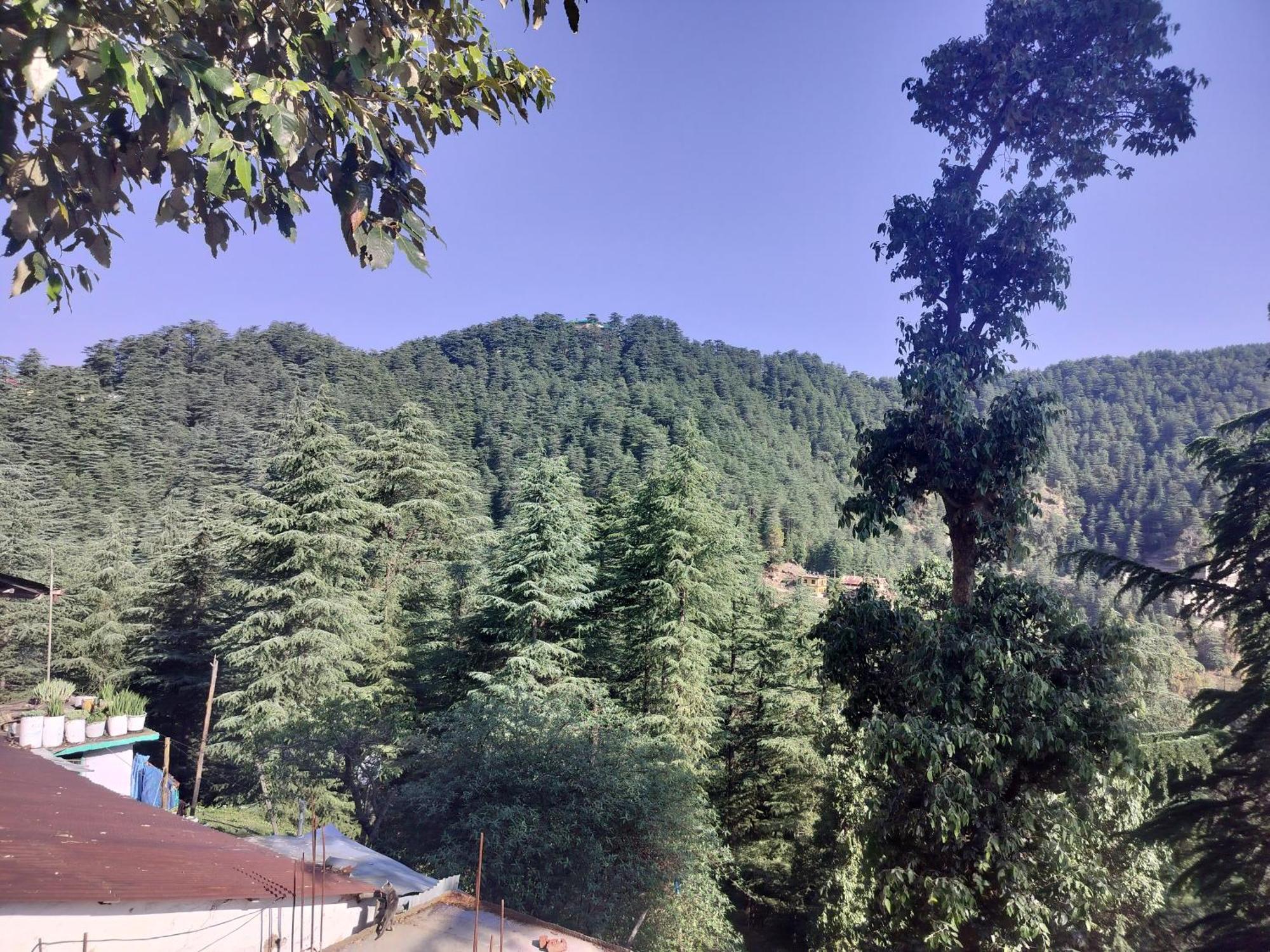 Tree Valley Homestay Chail Eksteriør billede