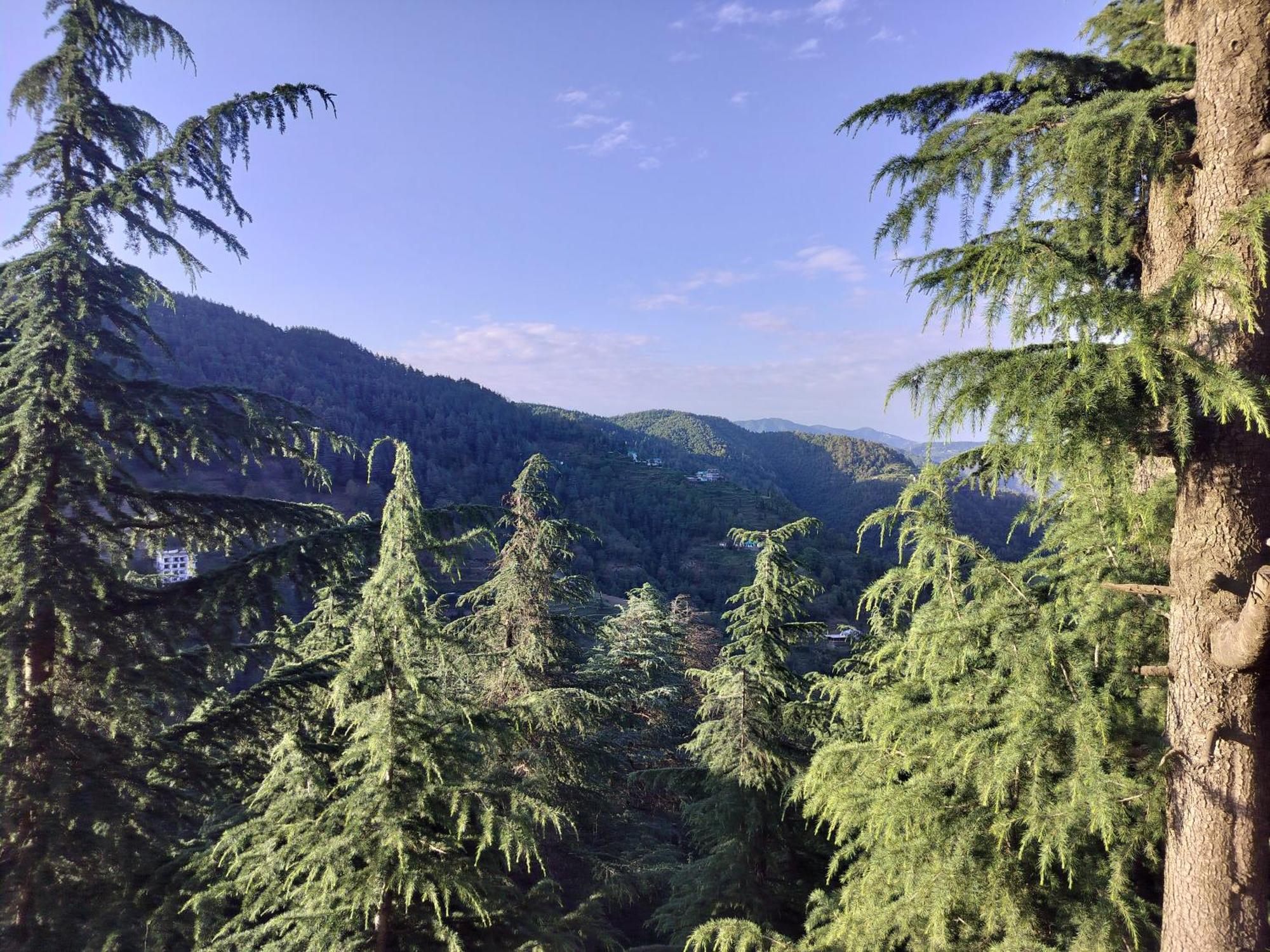 Tree Valley Homestay Chail Eksteriør billede
